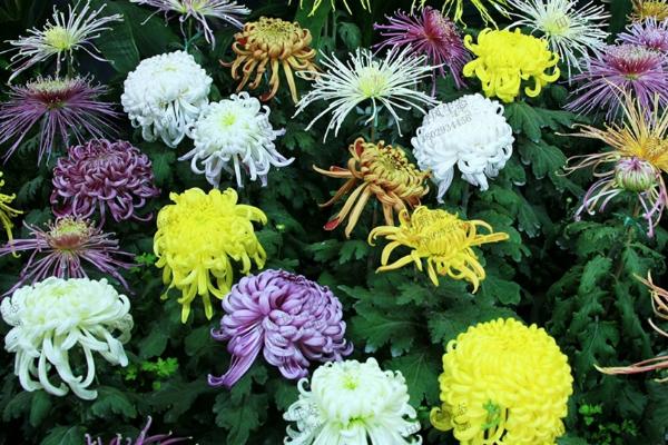 菊花的分类，可以按颜色、花期、花瓣、叶子形状等分类