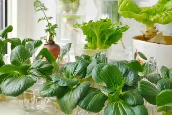 水培蔬菜的种植方法，可以用泡沫箱子来水培