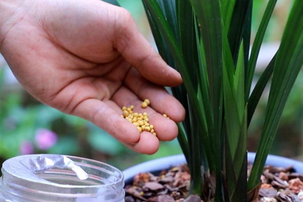 兰花可以用什么肥料，可以选择复合肥或者专用肥料