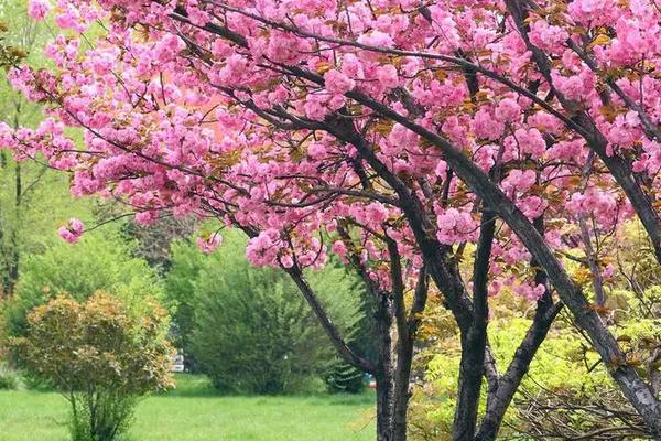樱花树如何剪枝，一年四季都可进行小修
