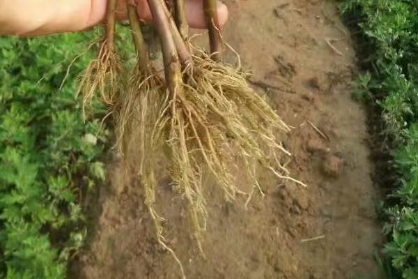菊花的根是直根吗，取决于繁殖方式