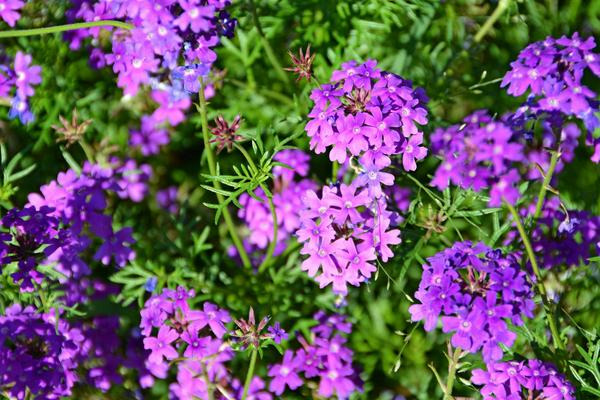 秋天紫色的花有哪些，以下五种最为常见