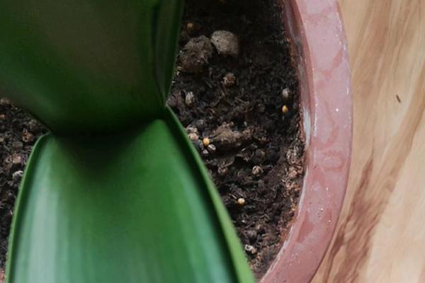 君子兰黄叶的原因，可能是土壤板结、光照太强或缺少水分等