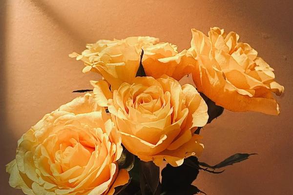 11朵黄玫瑰的花语，代表着只在乎你一个人