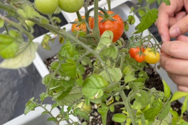 移栽西红柿过多长时间才能浇水，可每隔2-3天浇一次