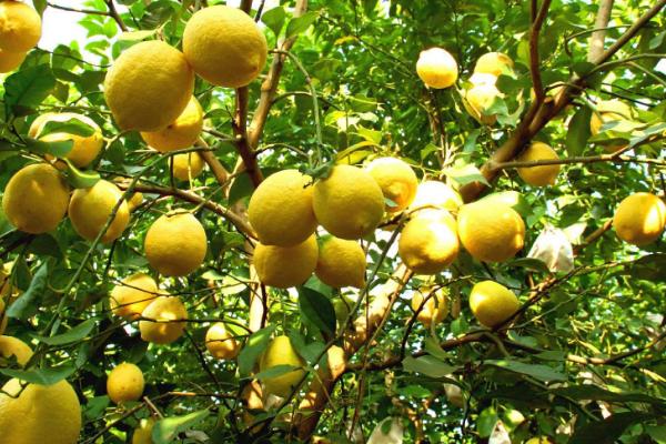 怎么养殖柠檬树，生长期间应勤施薄肥