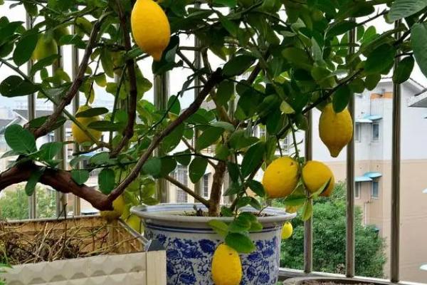 怎么养殖柠檬树，生长期间应勤施薄肥