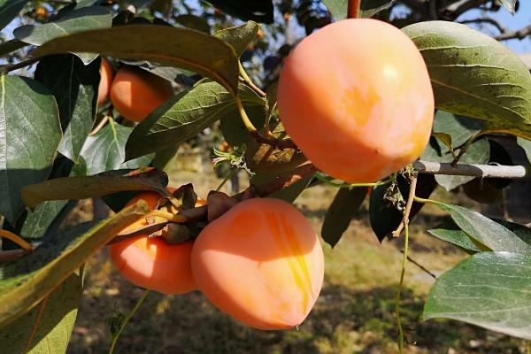 最耐寒的柿子树品种，常见这5种