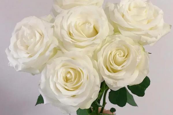 白玫瑰的花语，寓意纯洁、浪漫、尊敬等
