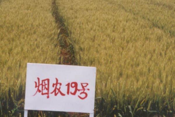 冬小麦有哪些品种，常见的有郑麦9023、红地95等