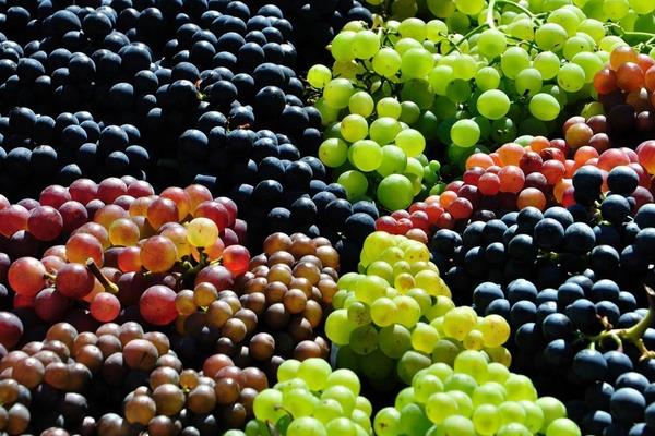 葡萄和红提的区别，果实、花期和果期等均不同