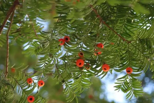 红豆杉是什么植物，是我国一级珍稀保护树种