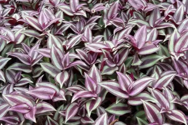 紫色叶子的植物是什么，就是紫鸭跖草