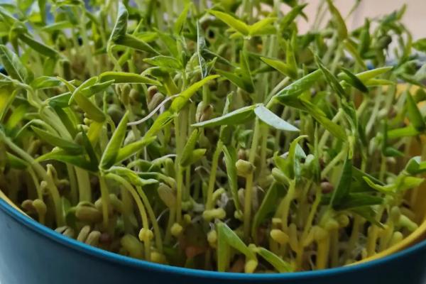 绿豆如何水培，生长期间放在通风条件好的位置进行养护