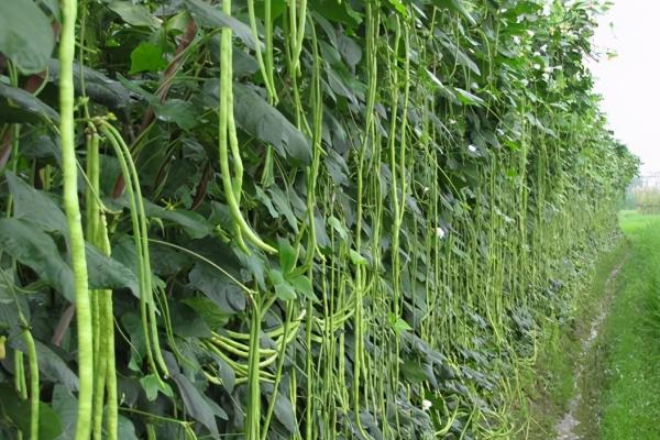 长豆角的种植方法，适合生长在较为湿润的环境中