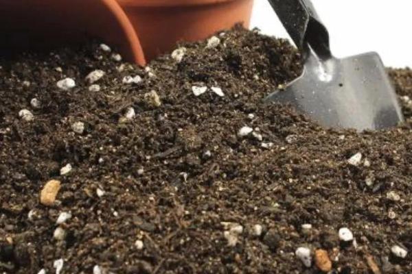 怎么种植迷迭香，将种子撒播在盆土中、再覆盖细土即可