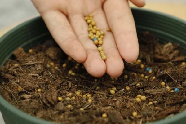 怎么种植迷迭香，将种子撒播在盆土中、再覆盖细土即可