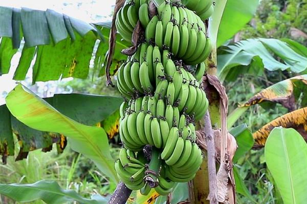 需要砍香蕉树的原因，具有节省空间、减少病虫害等作用