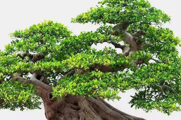 怎么养榕树，以酸性土种植为佳