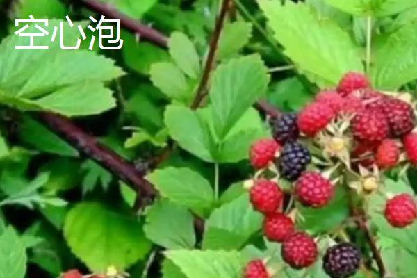空心泡和树莓有什么区别，大小、叶片和花朵均不同