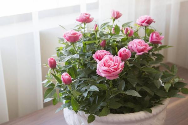 家里为什么不能养玫瑰花，家里空间小且光照不足等