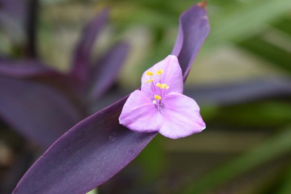 紫露兰吊兰的养殖方法，环境的温度应控制在20度左右