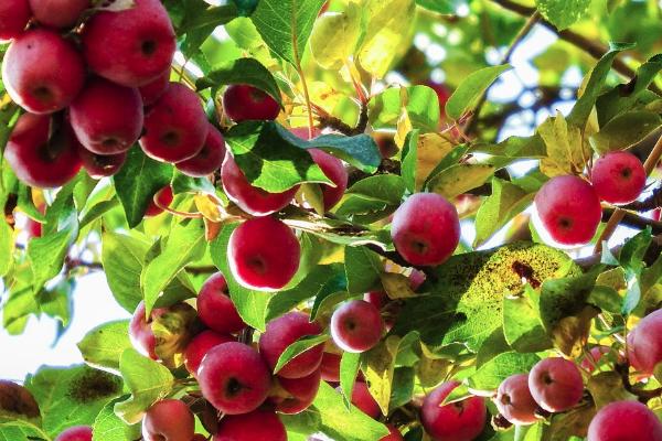 海棠树的果实能不能吃，不含毒素可以食用