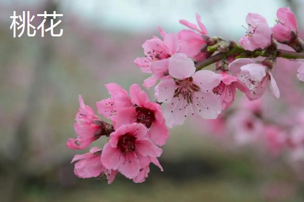 山桃花与桃花的区别，叶子、花朵和分布地区均不同