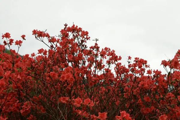 栽种映山红如何提高成活率，可在秋分和清明开花前种植