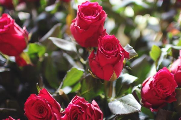 爱情花是指什么花，是指玫瑰花、桔梗、百合、雏菊等