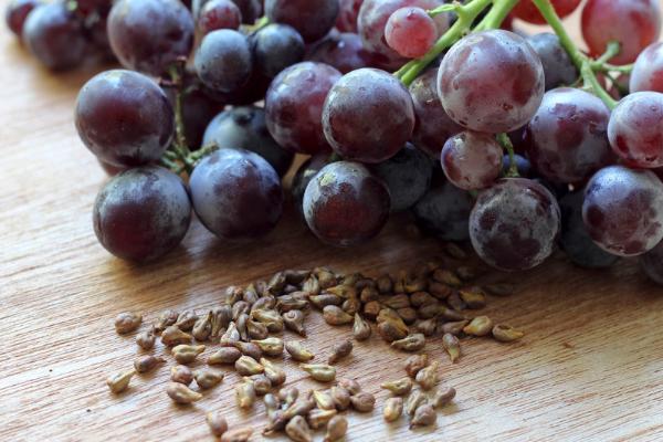 怎么种葡萄籽，从成熟的果实中取饱满完整的种子