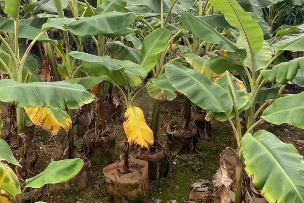 怎么养芭蕉树，每隔3天左右浇一次水