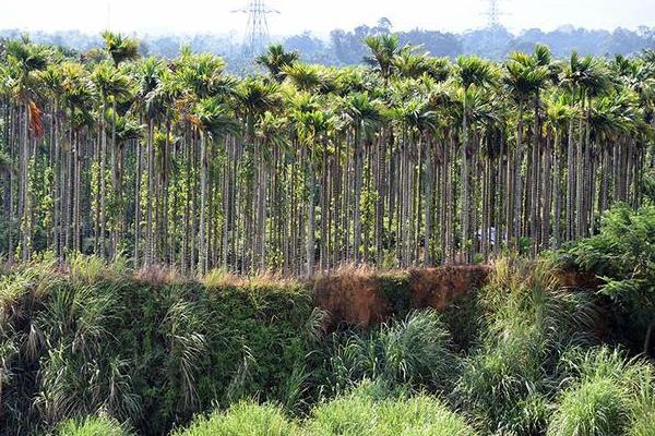 槟榔适合施水肥还是埋肥，埋肥有助于更好地吸收养分