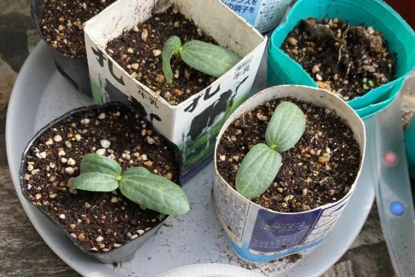 佛手瓜留种过冬方法，从生长成熟的健康果实中取出种子