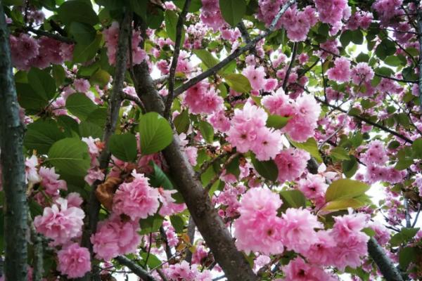 四季樱花的养护方式，适合它生长的温度在13-18℃左右