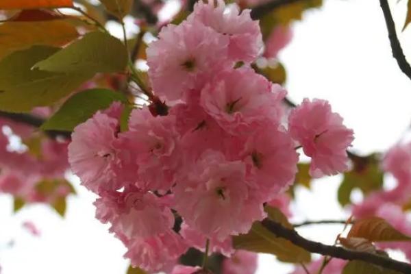 四季樱花的养护方式，适合它生长的温度在13-18℃左右