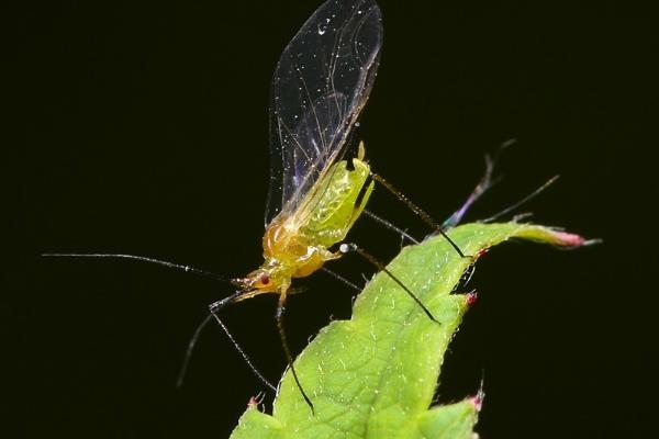 怎么清除蚜虫最有效，可药物防治也可人工清除