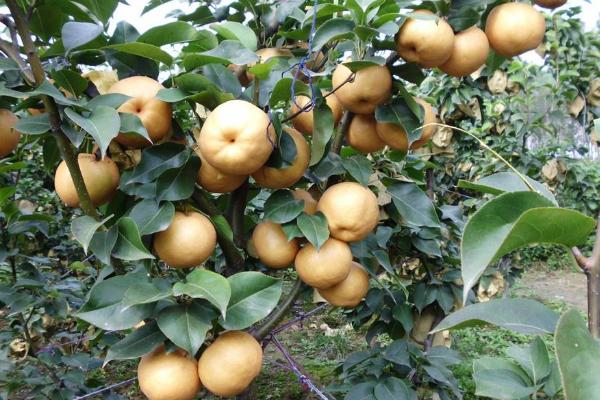 晚秋黄梨的种植方法，整株苗木应带有7个及以上的芽