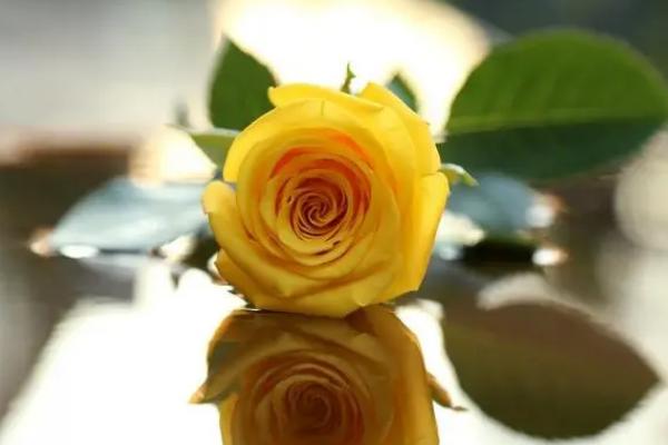 黄玫瑰代表什么，可以代表友谊