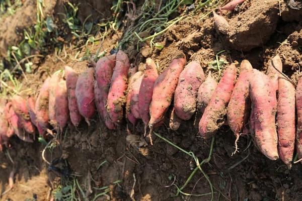 红薯的种植方法，种薯植好后覆盖一层2-3厘米的薄土