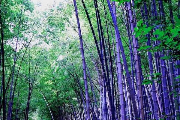 紫竹有多少个品种，只有一个品种
