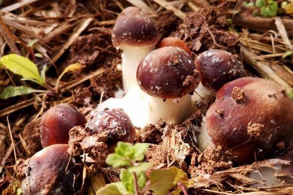 红蘑菇人工种植技术，种植前需对菌种进行处理