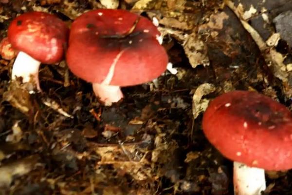 红蘑菇人工种植技术，种植前需对菌种进行处理