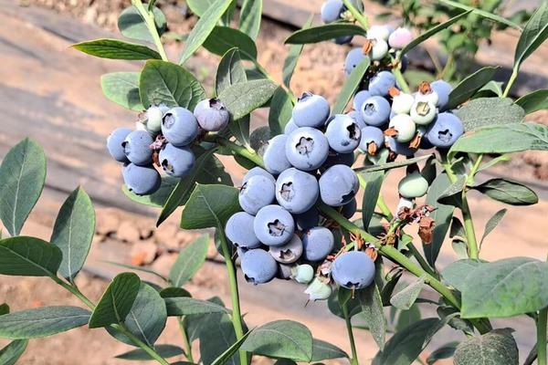 薄雾蓝莓的品种介绍，是南高丛蓝莓的一个种类