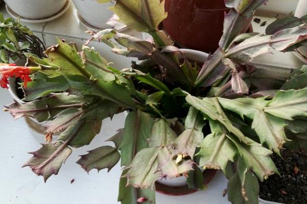 蟹爪兰的病虫害如何预防与治疗，容易发生炭疽病、腐烂病和叶枯病