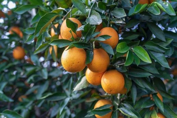 四季常青且耐寒的果树有哪些，常见的有杨梅树、柑橘树等