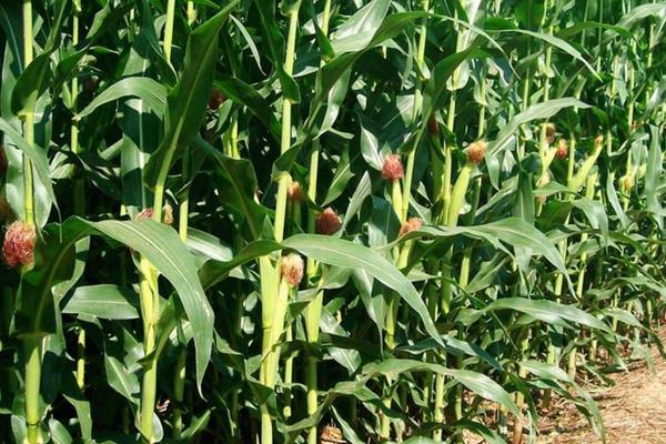 七八月份成熟的农作物有哪些，常见的有玉米、土豆、萝卜等