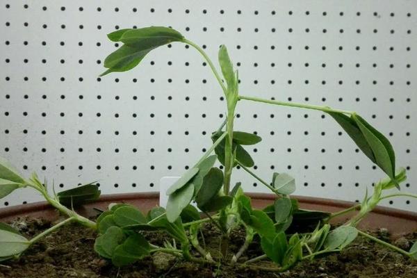 花生小盆栽的种植方法，选择颗粒饱满、无损害、无病虫害的种子