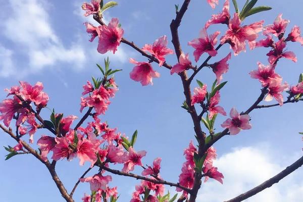 桃花几月份开，花期在每年的3-4月