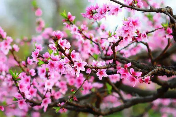 桃花几月份开，花期在每年的3-4月
